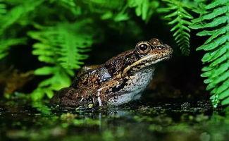 网红青蛙看别人亲吻吃瓜,揭秘亲吻背后的“吃瓜”真相