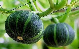 建湖网红吃瓜事件真相揭秘,揭秘背后真相与争议