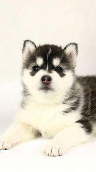 二狗网红吃瓜图片,趣味横生瞬间引爆网络