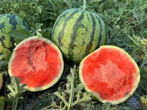 云南吃瓜事件网红视频,网红视频引发的网络热议