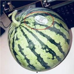 四川网红吃瓜,揭秘网络红人的幕后故事