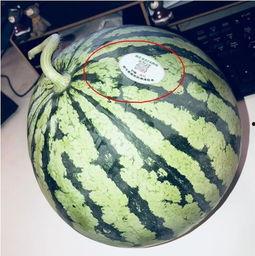 浙江网红吃瓜,揭秘网络红人的幕后故事