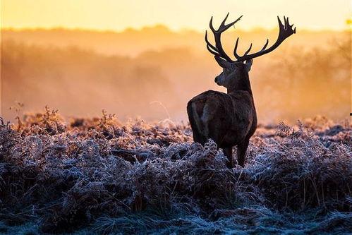 麋鹿吃瓜日记官网版下载